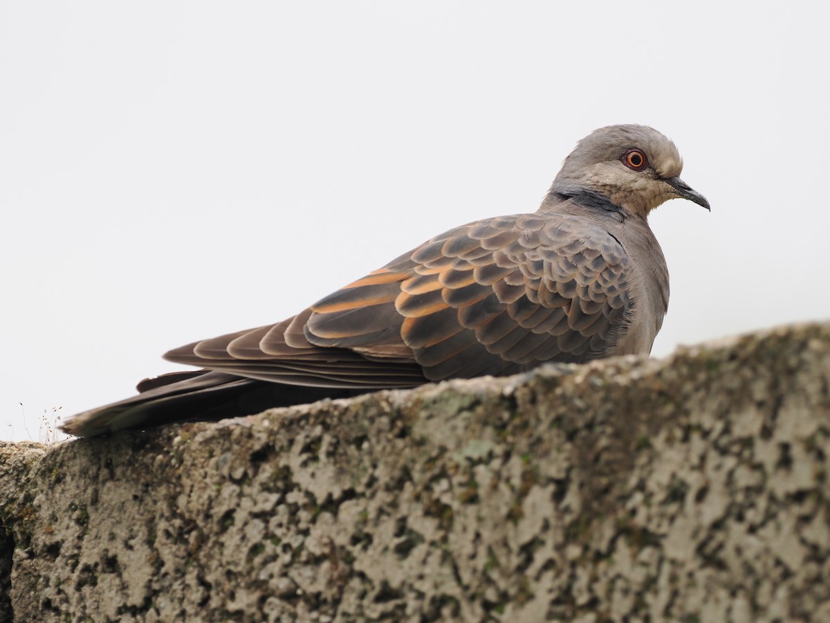 Dusky Turtle-Dove - ML635593195