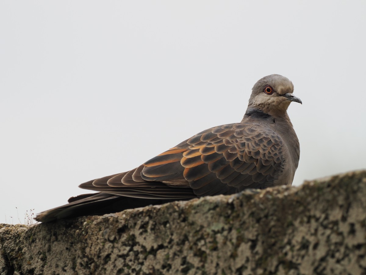 Dusky Turtle-Dove - ML635593196