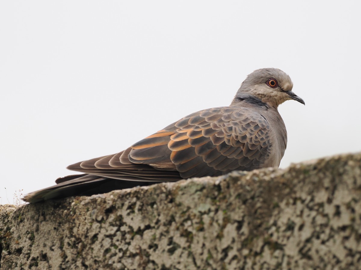 Dusky Turtle-Dove - ML635593197