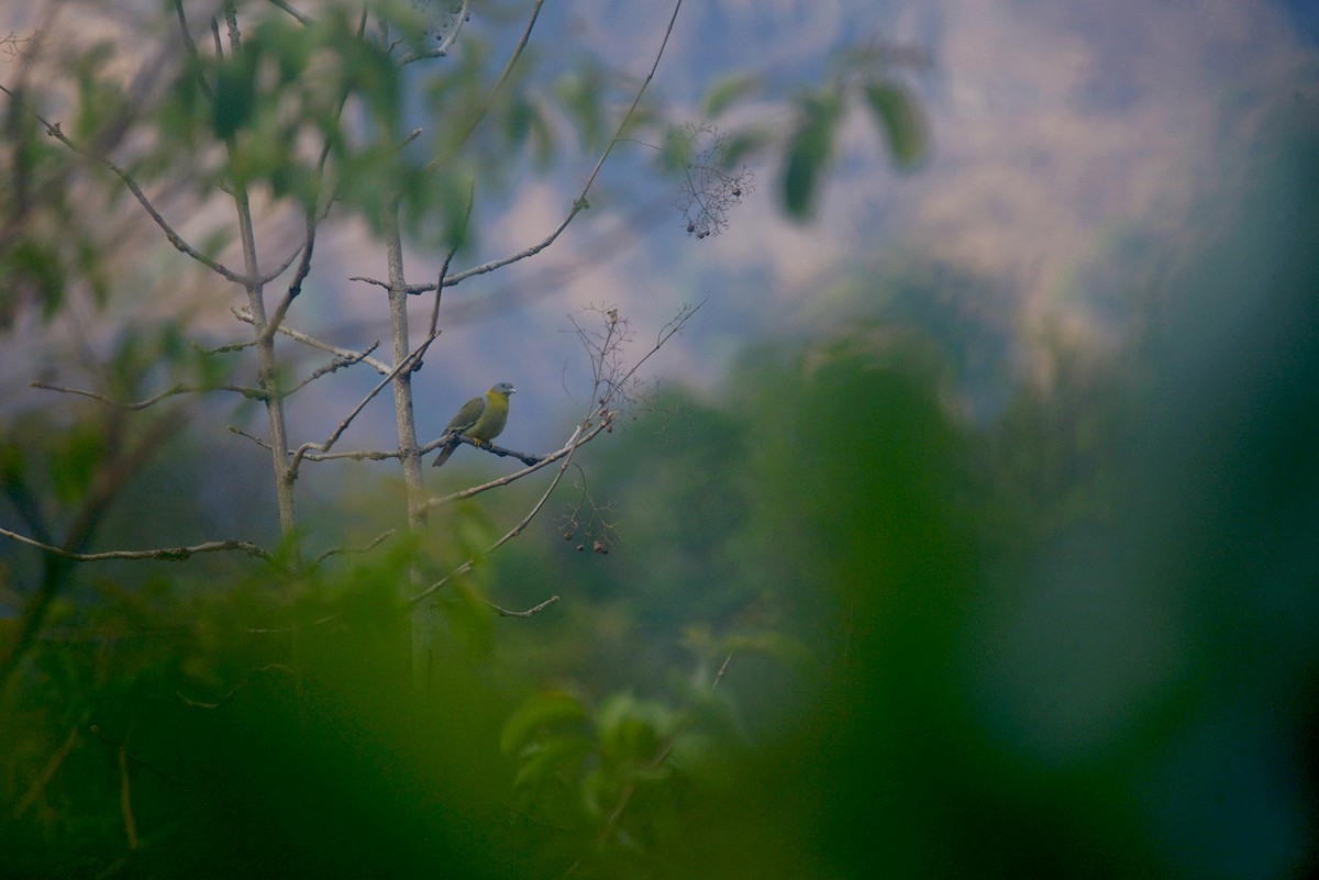 Yellow-footed Green-Pigeon - ML635593224