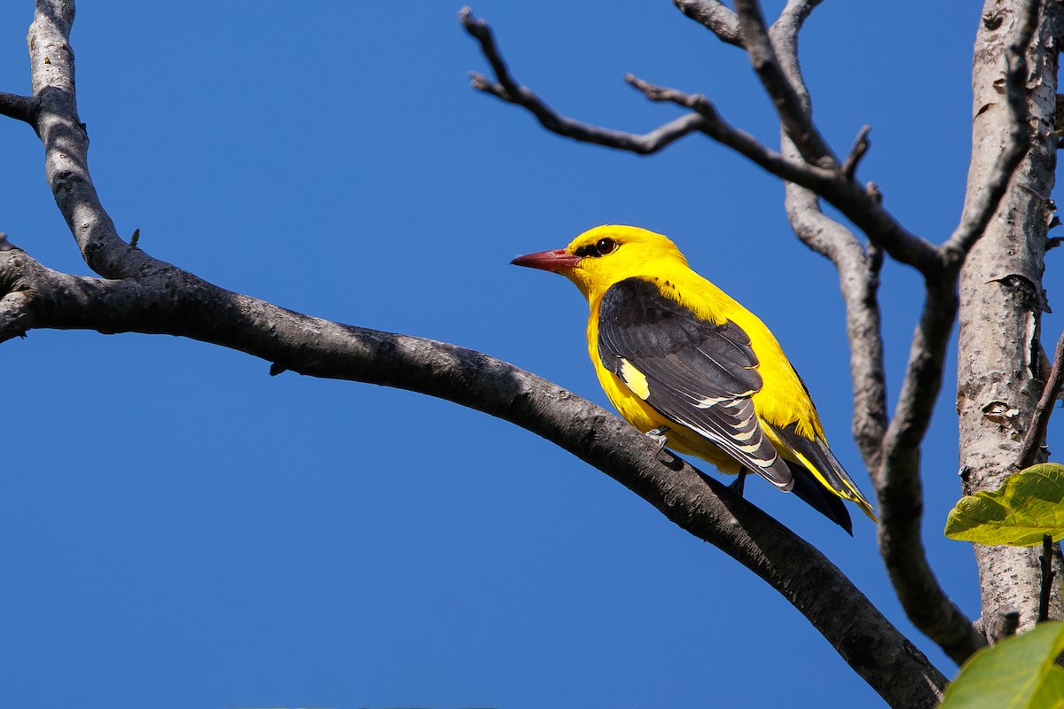 Eurasian Golden Oriole - ML635593230