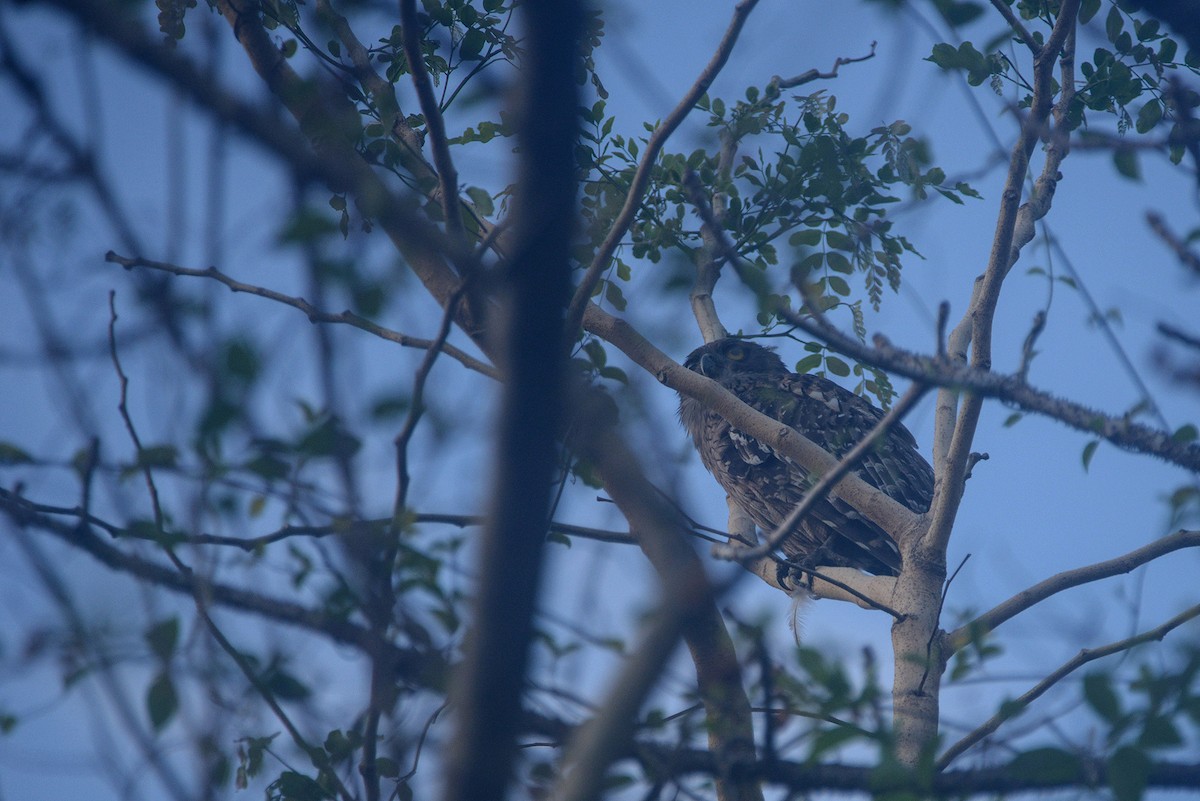 Brown Fish-Owl - ML635593233