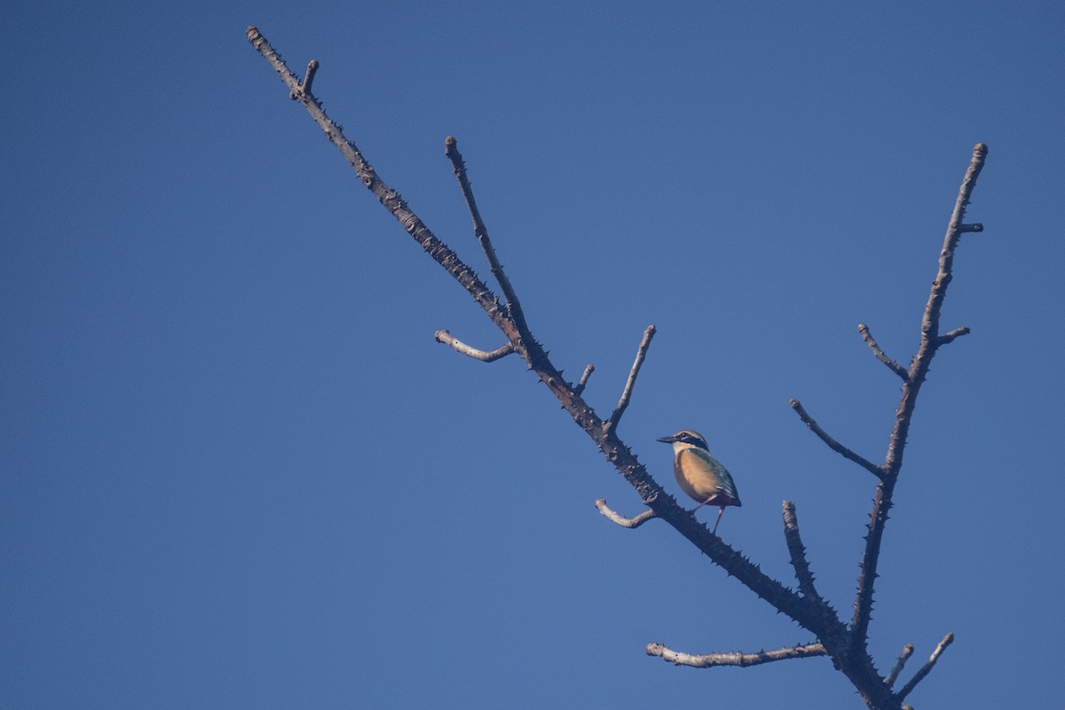 Indian Pitta - ML635593237