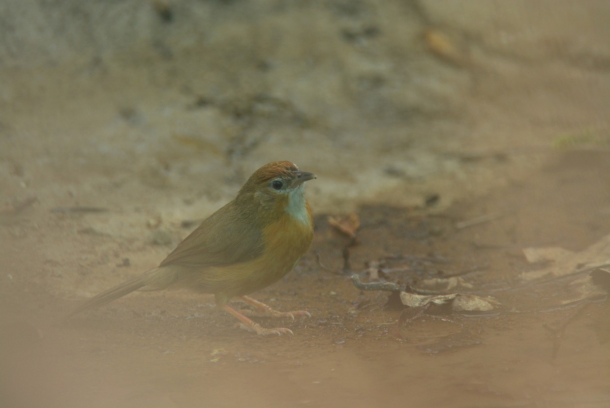 Tawny-bellied Babbler - ML635593252