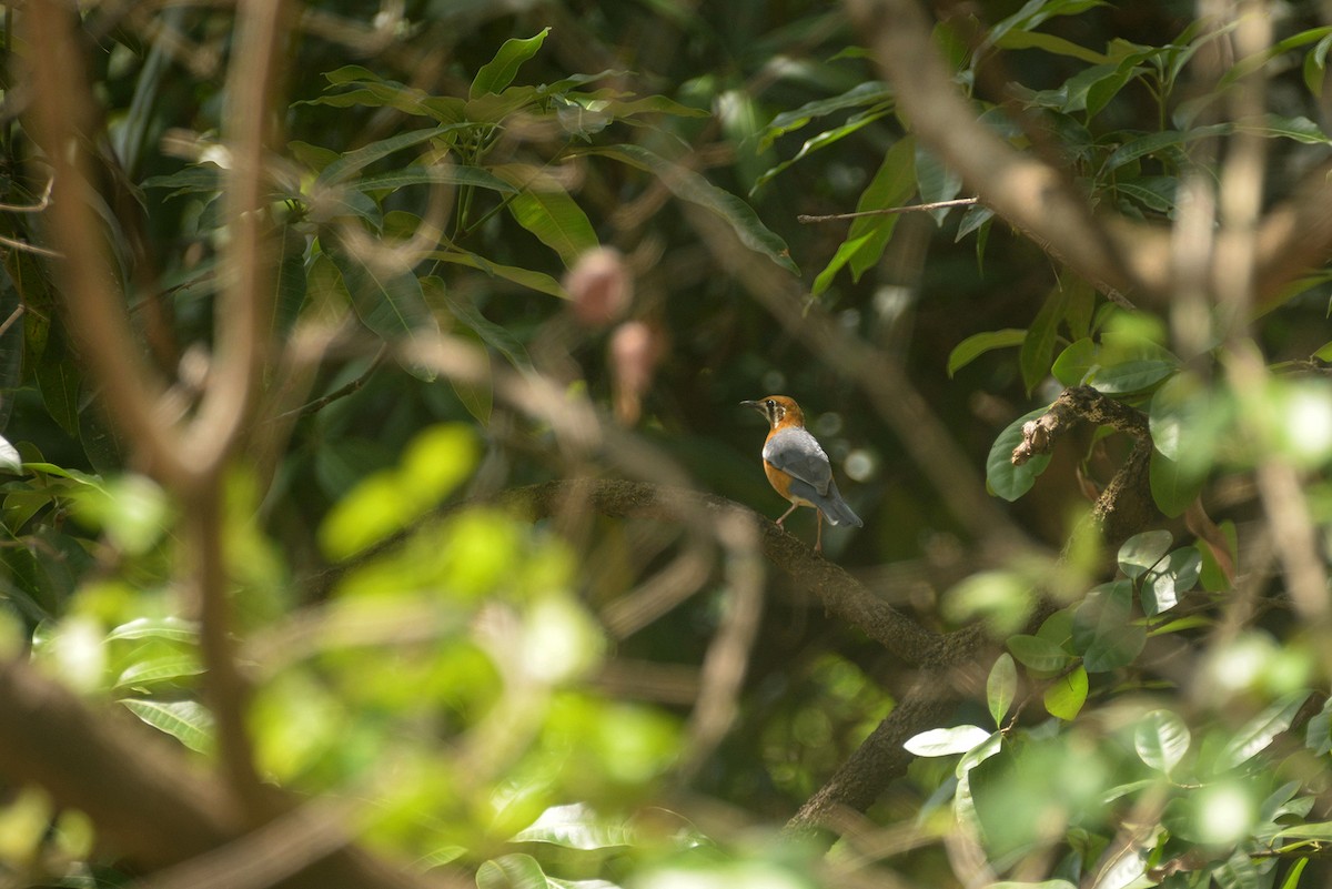 Orange-headed Thrush - ML635593262