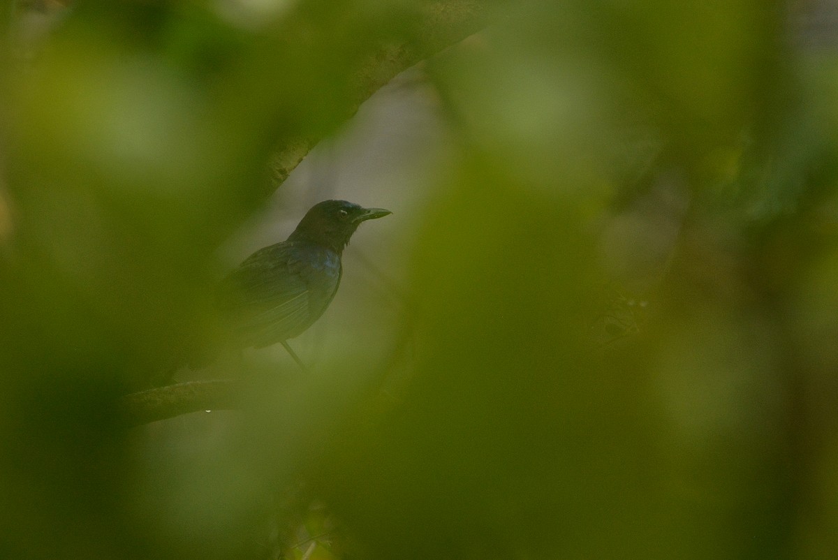 Malabar Whistling-Thrush - ML635593271