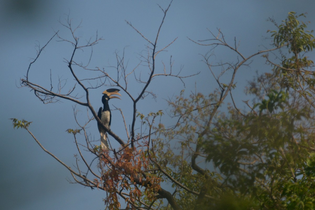 Malabar Pied-Hornbill - ML635593283