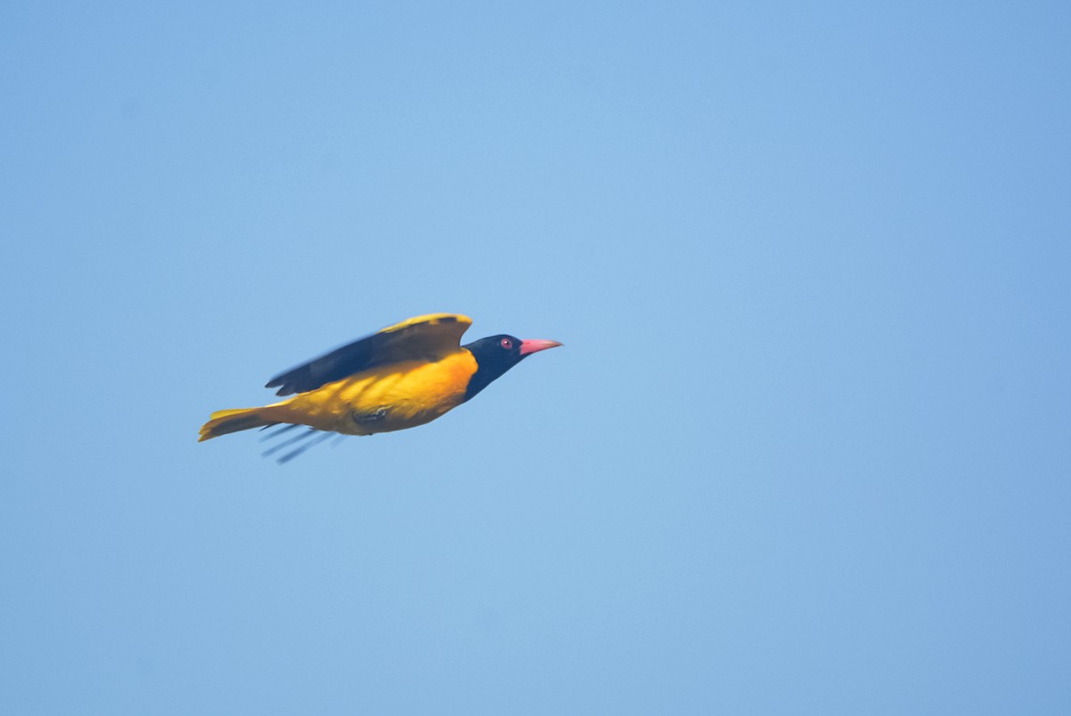 Black-hooded Oriole - ML635593287