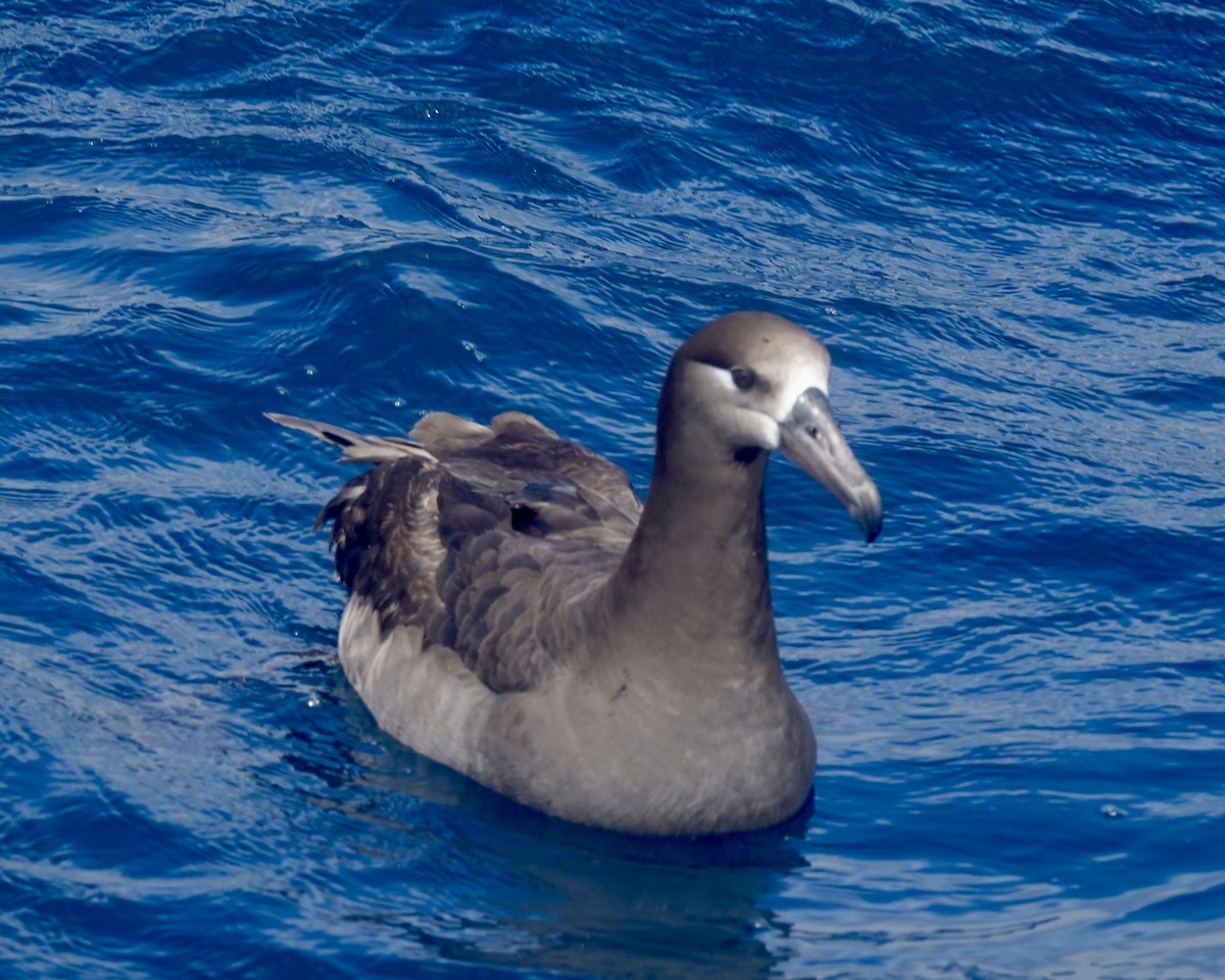 Black-footed Albatross - ML635593289