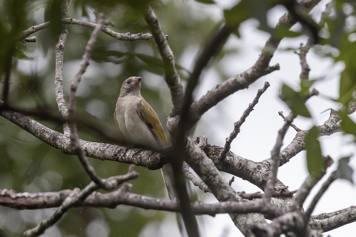 Lesser Honeyguide (Lesser) - ML635593293