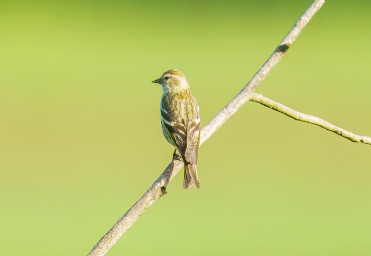 Pine Siskin - ML635593356
