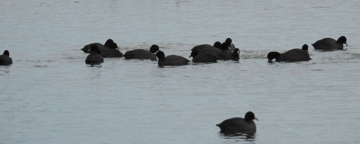 Eurasian Coot - Ken Crawley