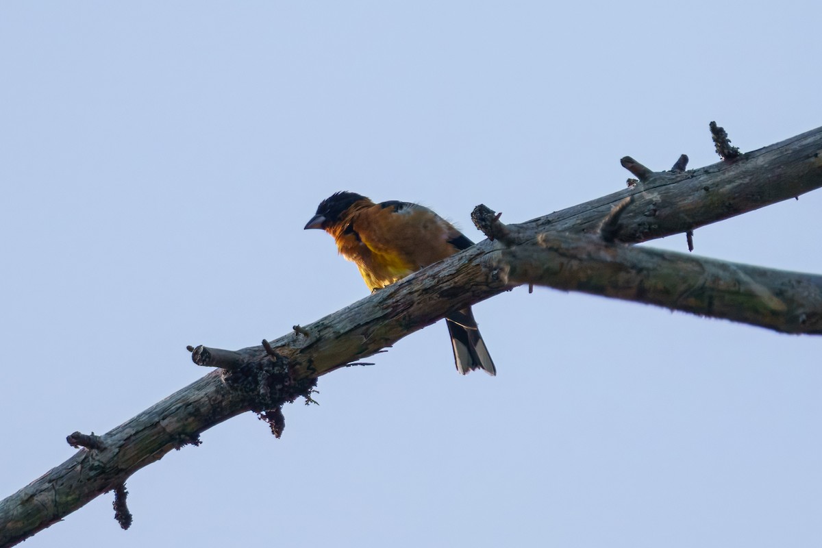 Black-headed Grosbeak - ML635593423