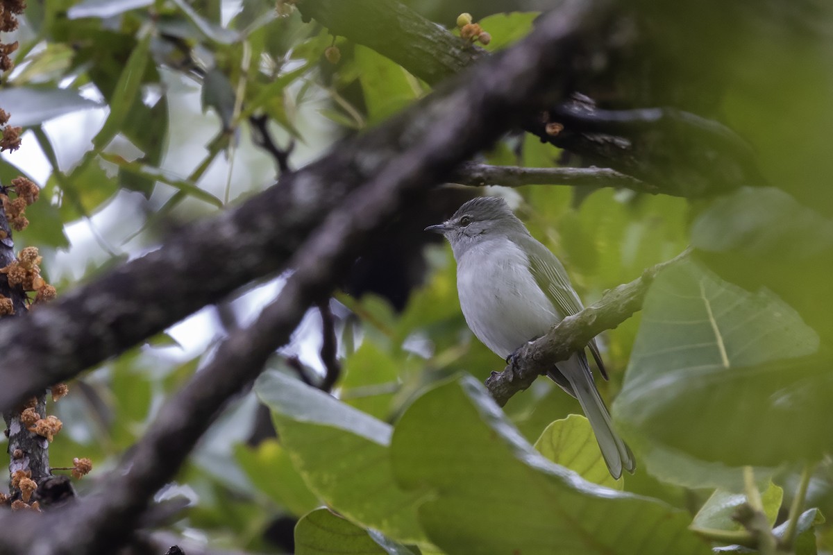 Gray Tit-Flycatcher - ML635593510
