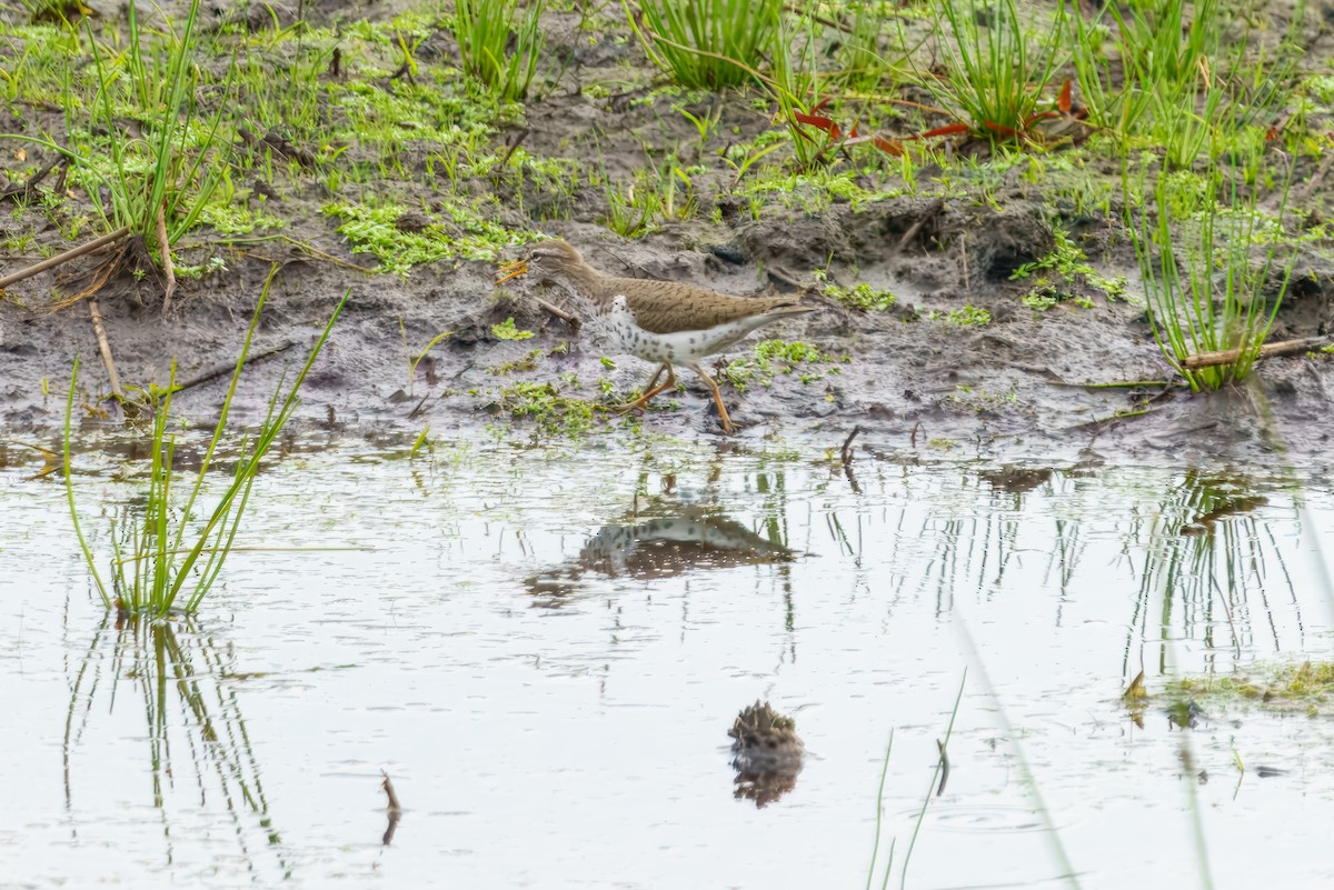 Spotted Sandpiper - ML635593512