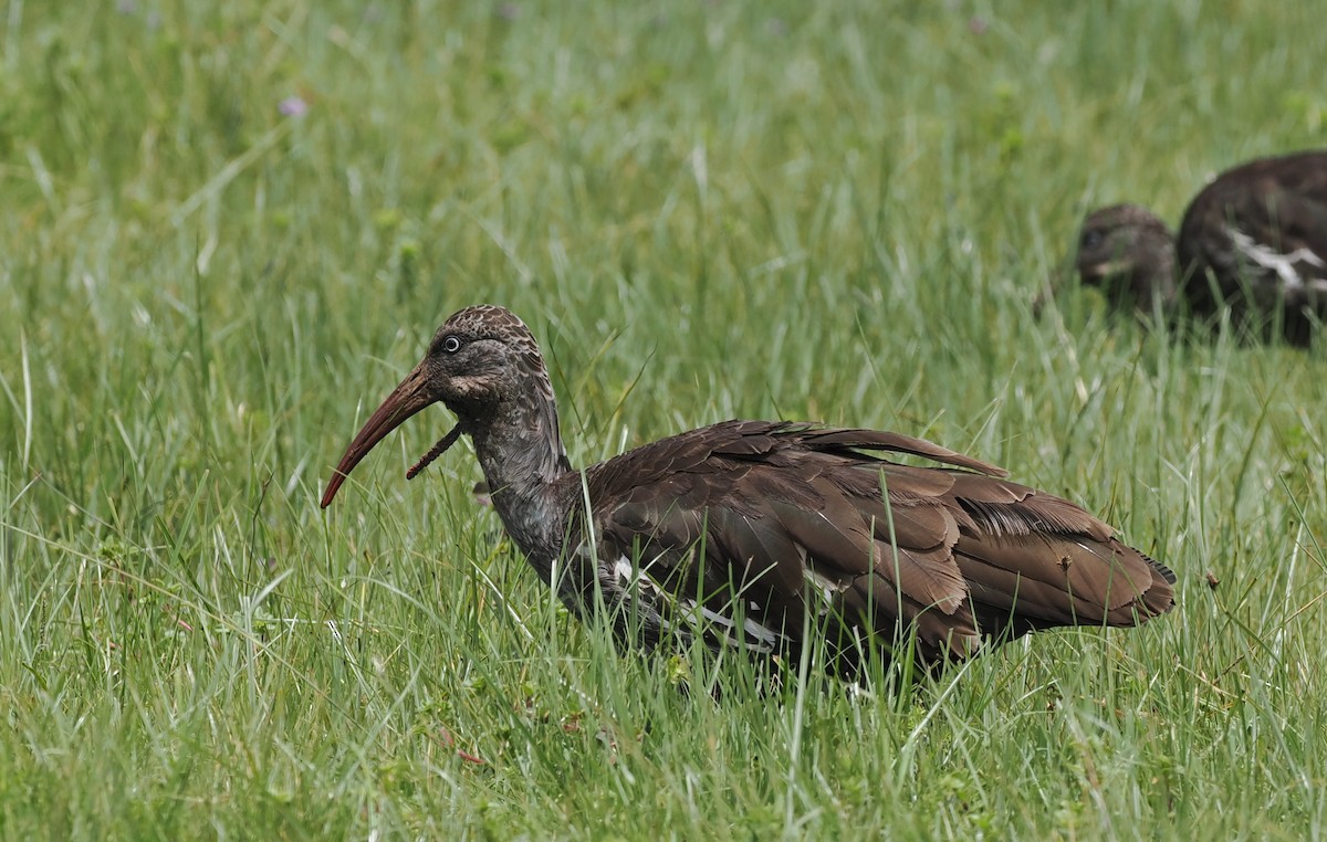 ibis etiopský - ML635593555