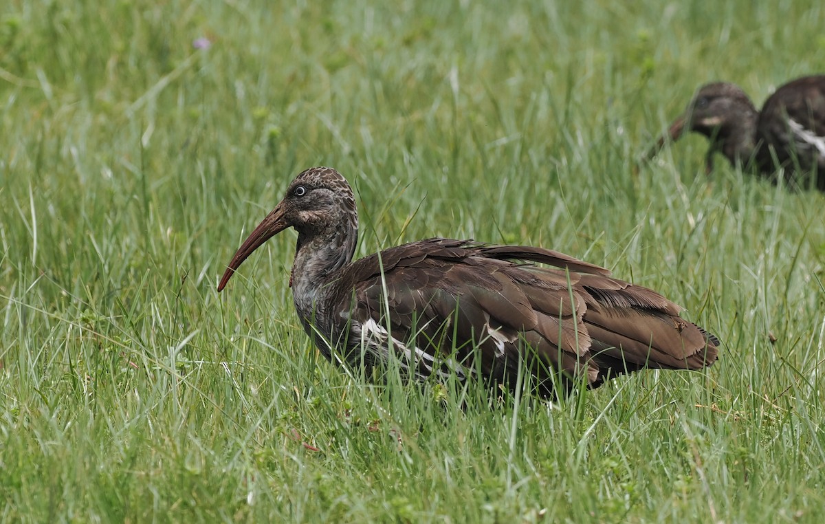 ibis etiopský - ML635593556