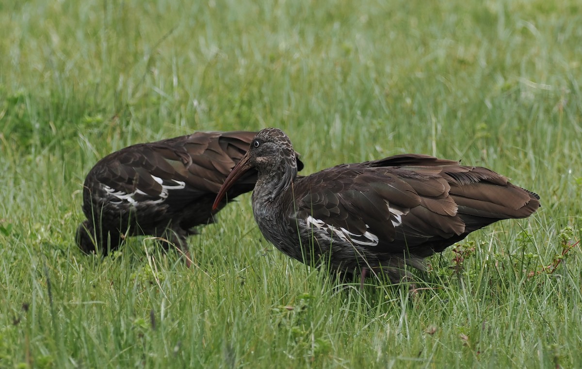 ibis etiopský - ML635593557