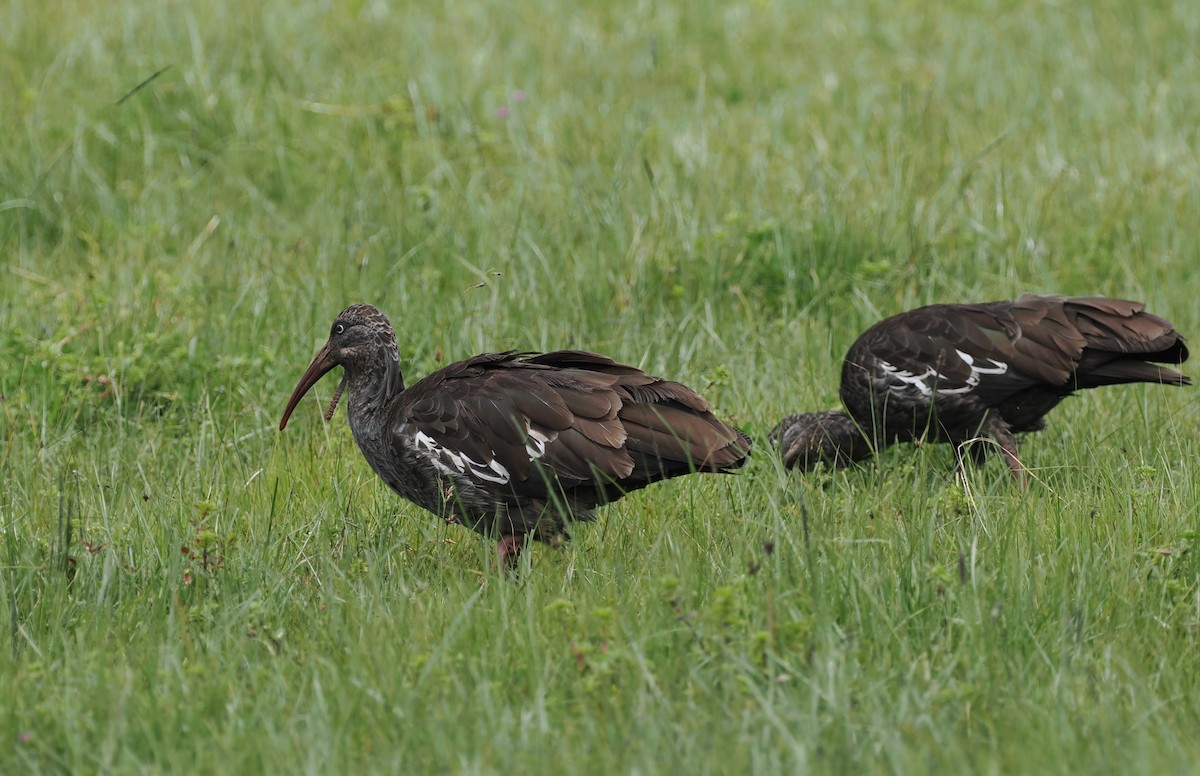 ibis etiopský - ML635593558
