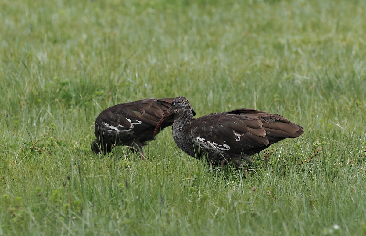 ibis etiopský - ML635593560