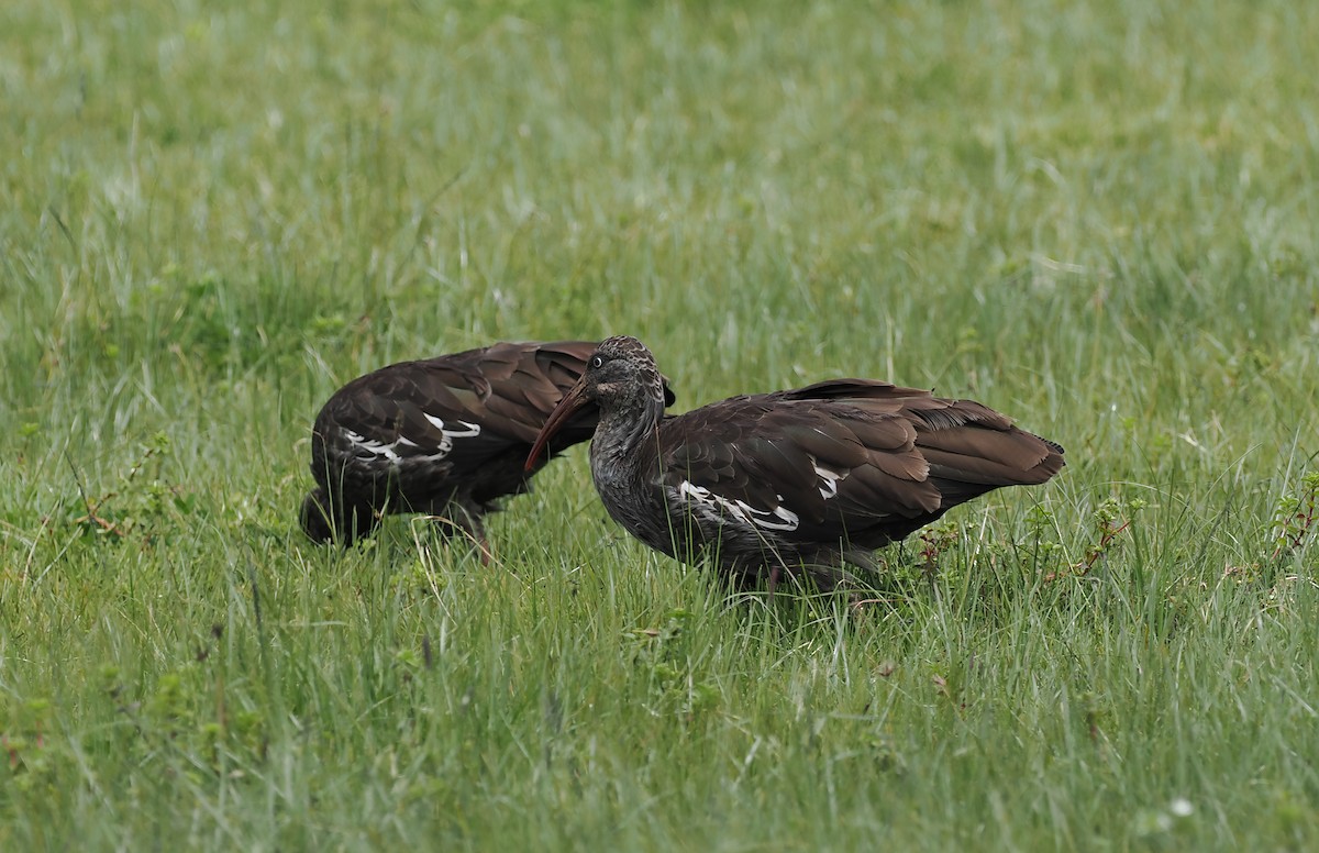 ibis etiopský - ML635593561