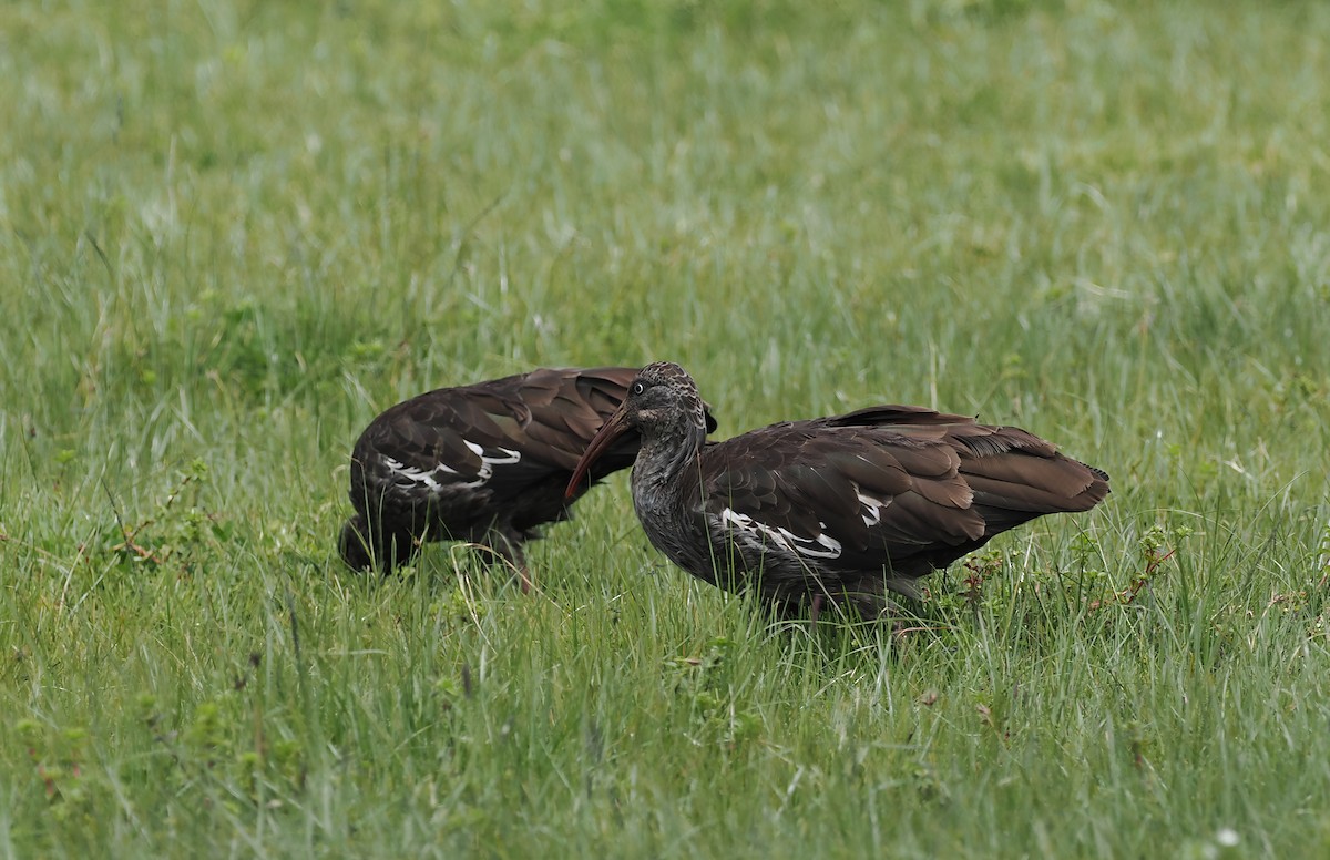 ibis etiopský - ML635593562