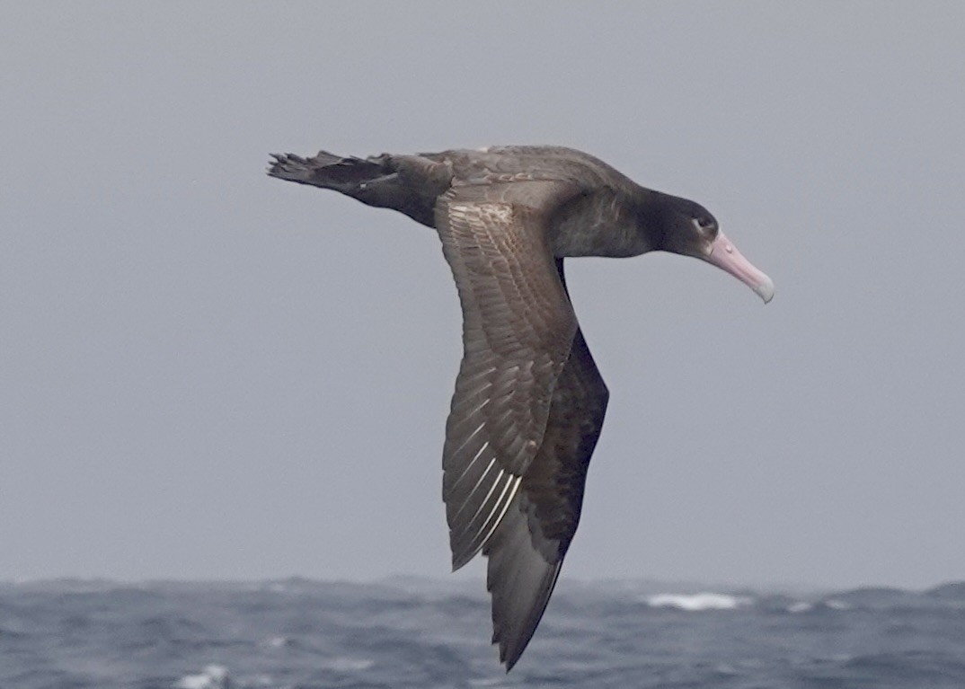 Short-tailed Albatross - ML635593570