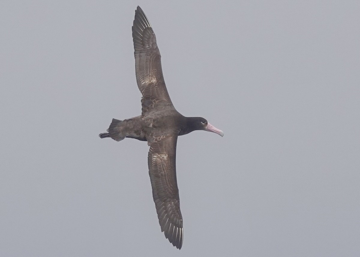 Short-tailed Albatross - ML635593572