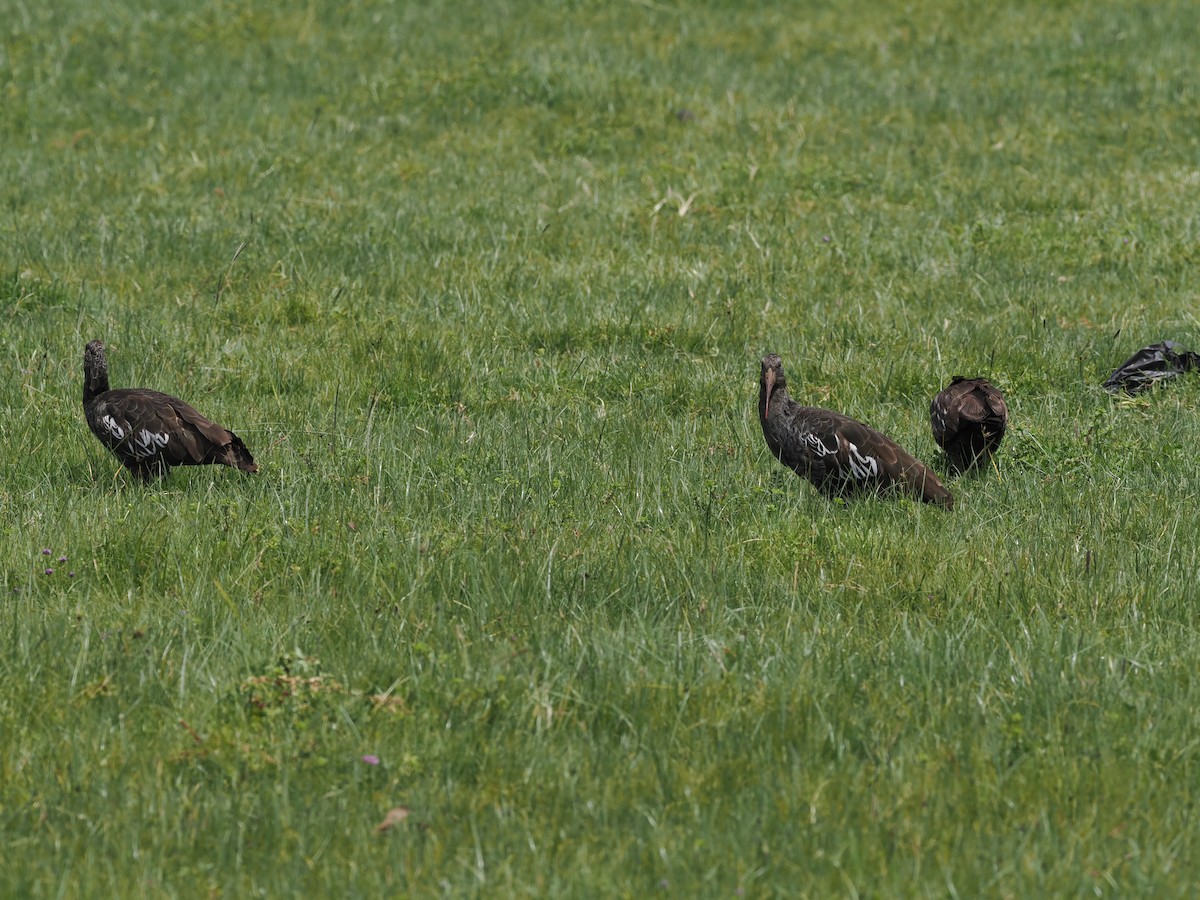 ibis etiopský - ML635593574