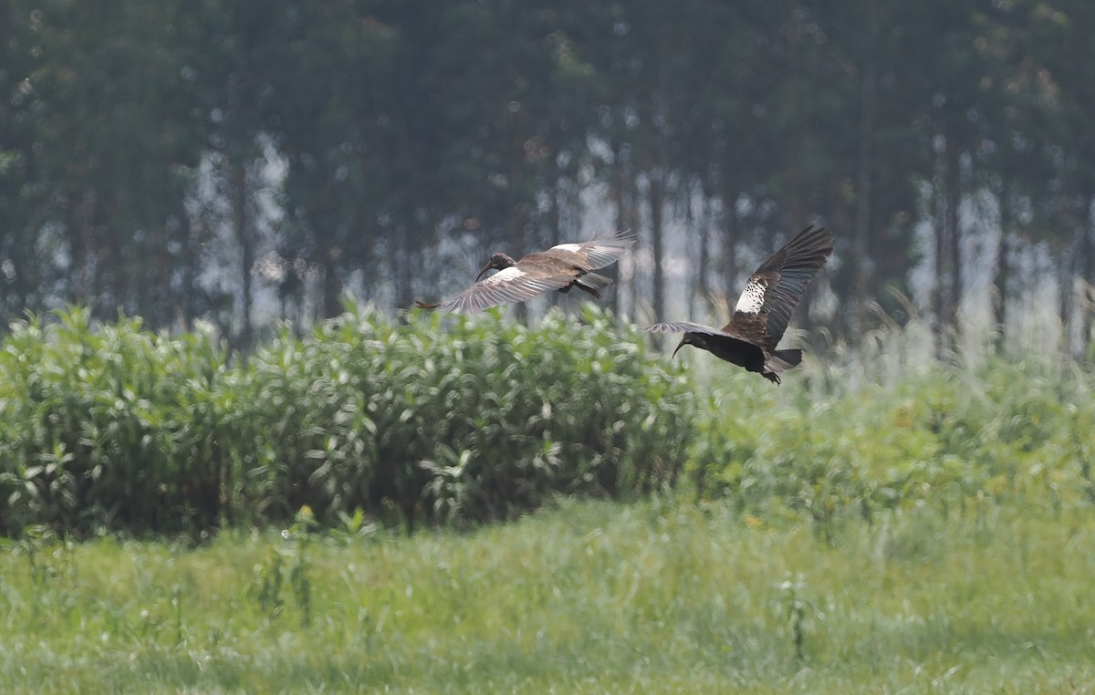 ibis etiopský - ML635593607