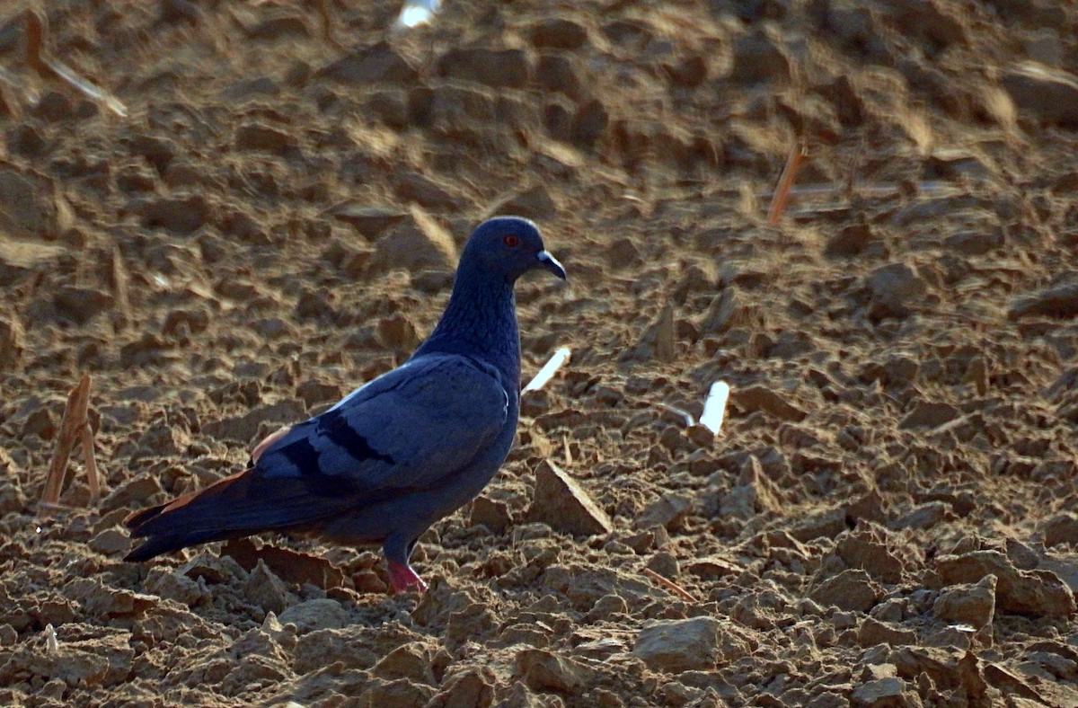 Rock Pigeon (Feral Pigeon) - ML635593642