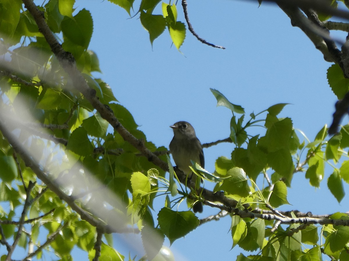 Least Flycatcher - ML635593658