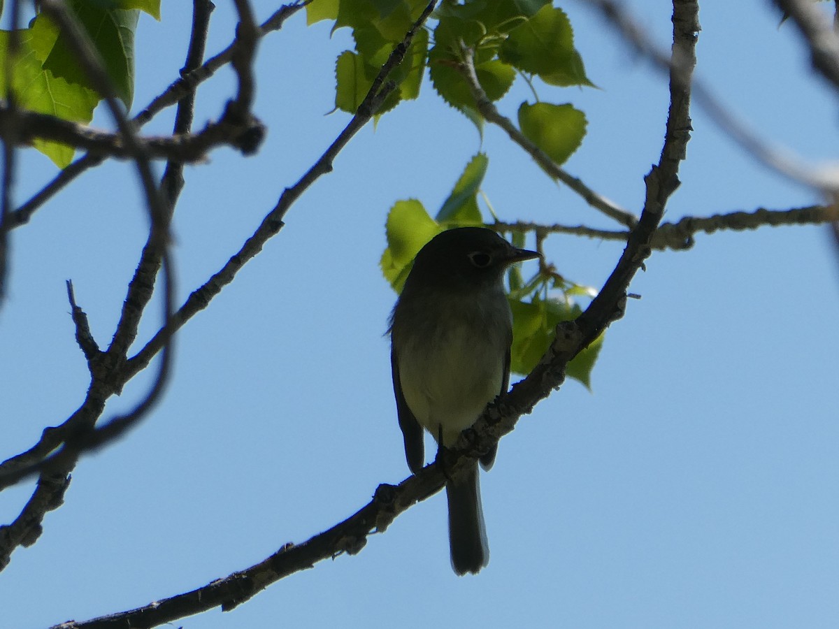 Least Flycatcher - ML635593663