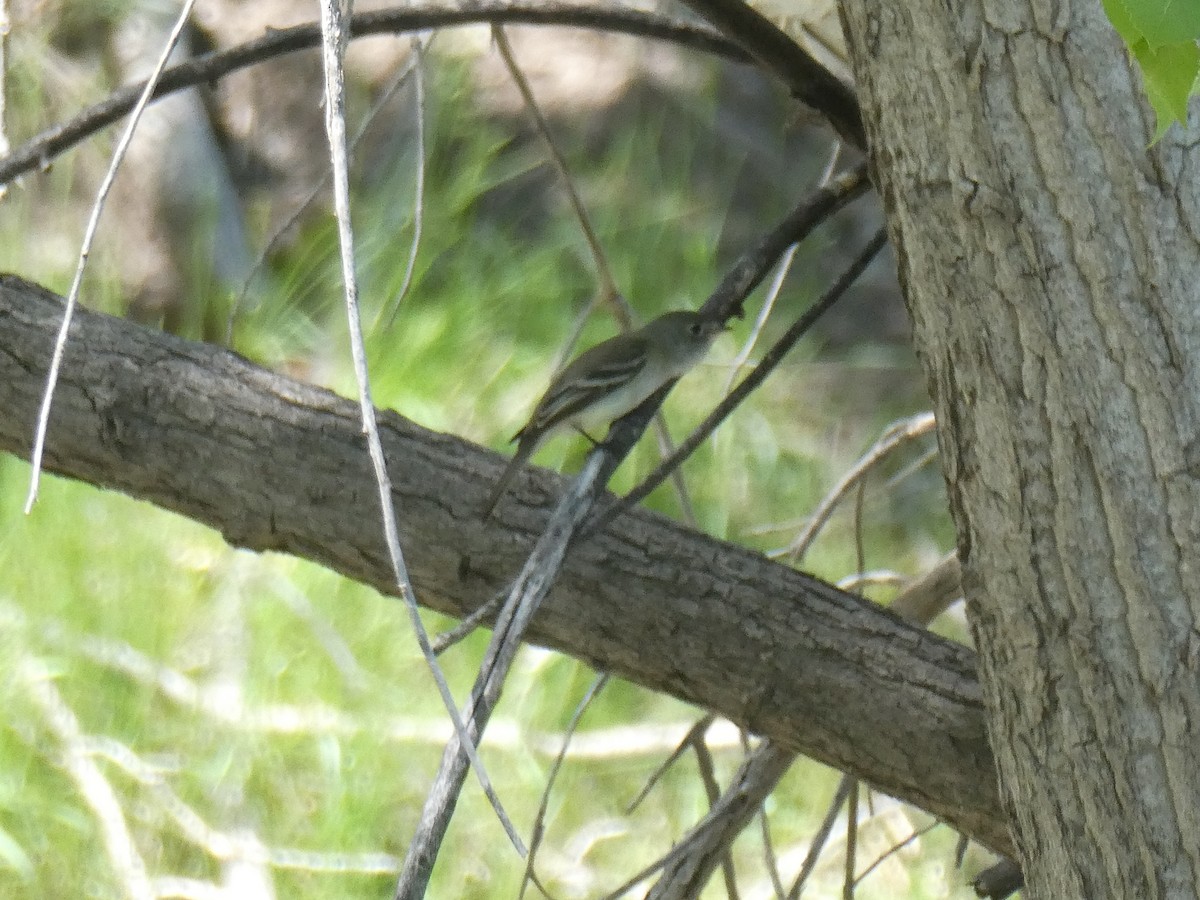 Least Flycatcher - ML635593673