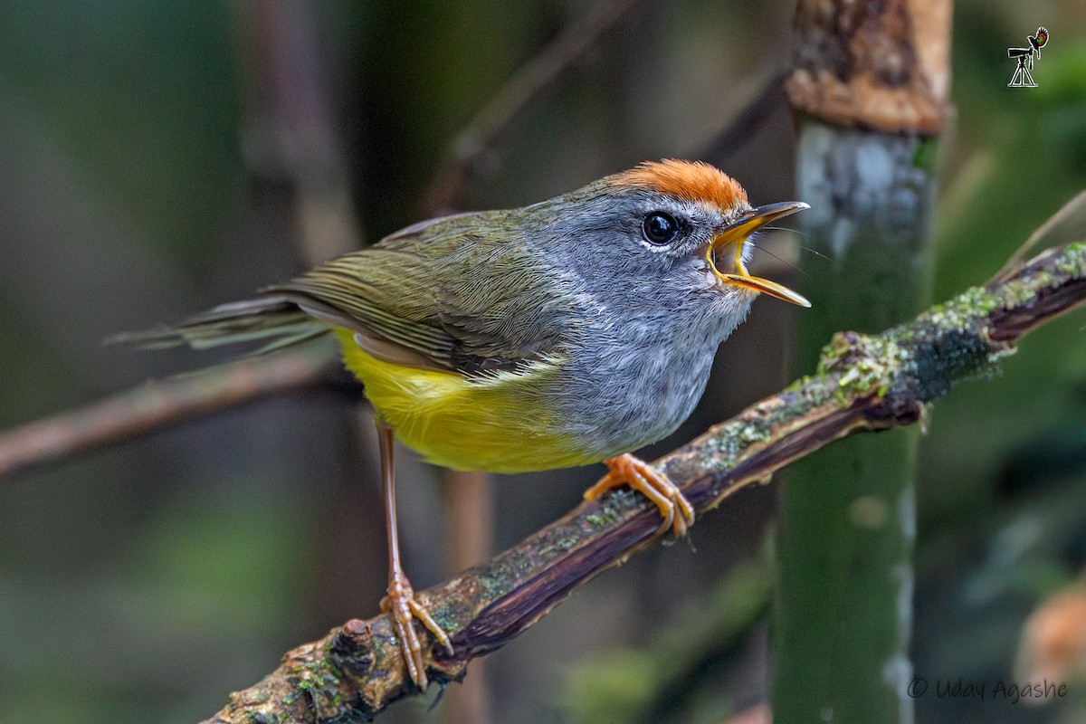 Broad-billed Warbler - ML635593679
