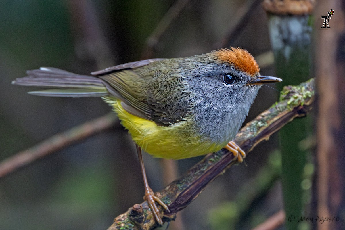 Broad-billed Warbler - ML635593680