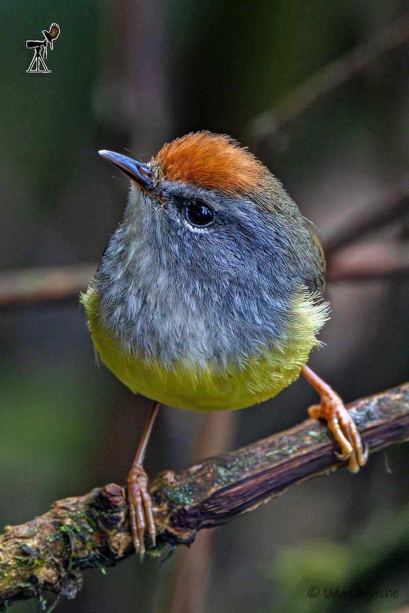 Broad-billed Warbler - ML635593681