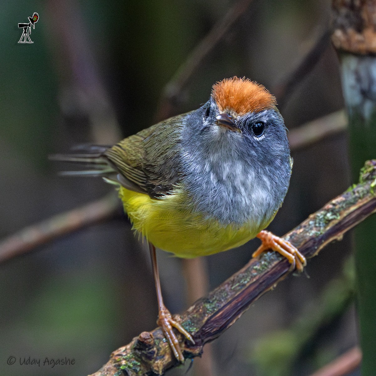 Broad-billed Warbler - ML635593682