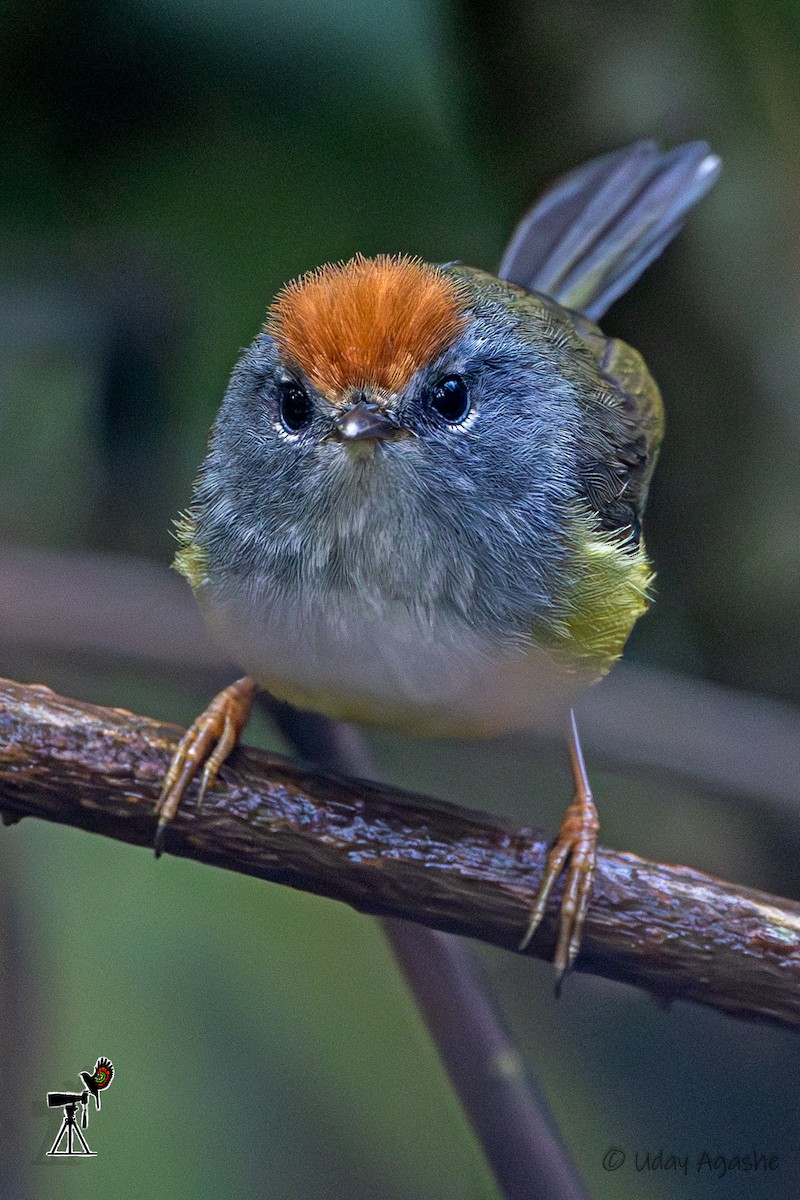 Broad-billed Warbler - ML635593683
