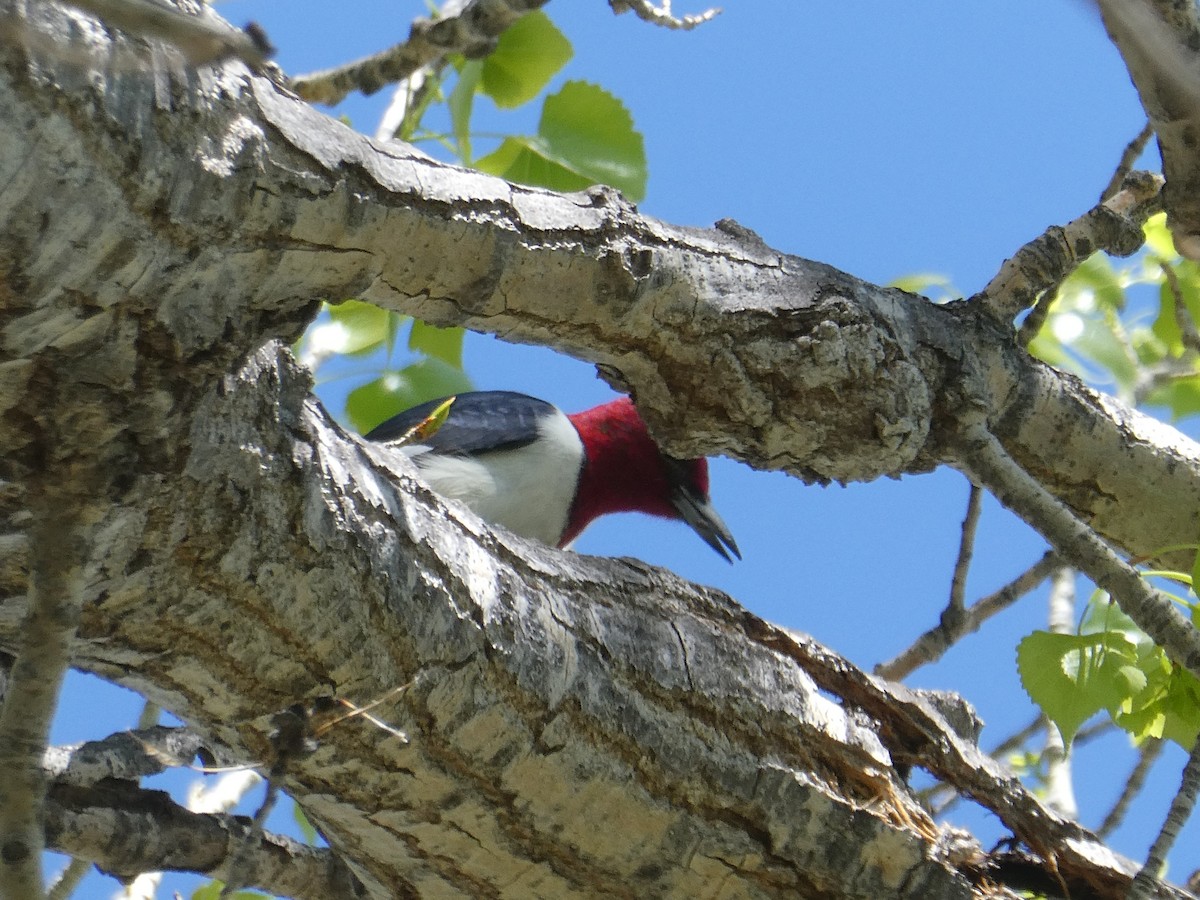 Red-headed Woodpecker - ML635593694
