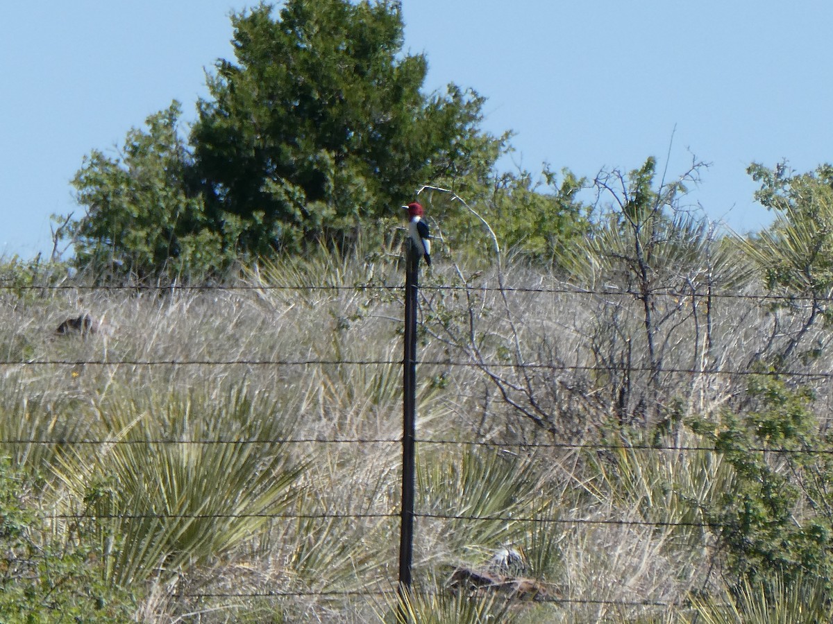 Red-headed Woodpecker - ML635593700