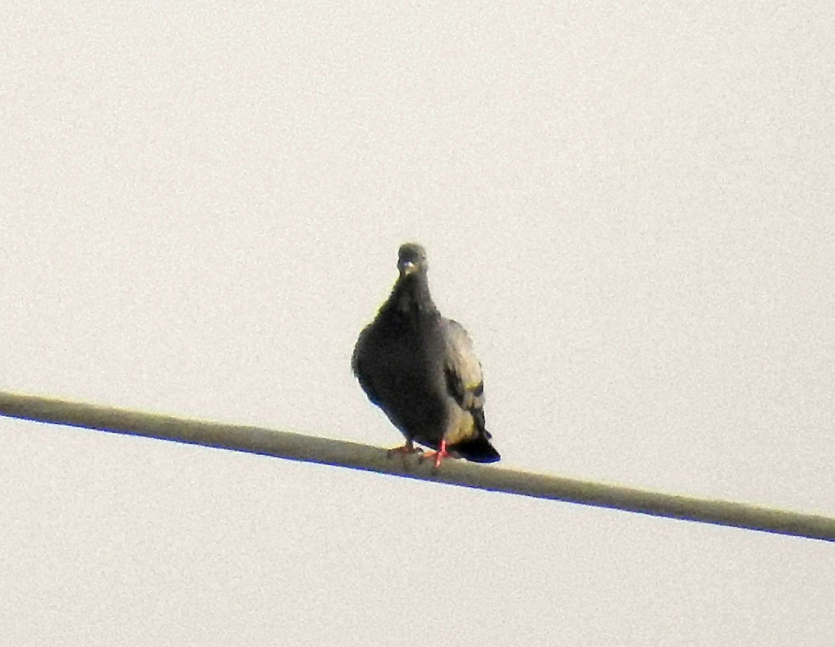 Rock Pigeon (Feral Pigeon) - ML635593761
