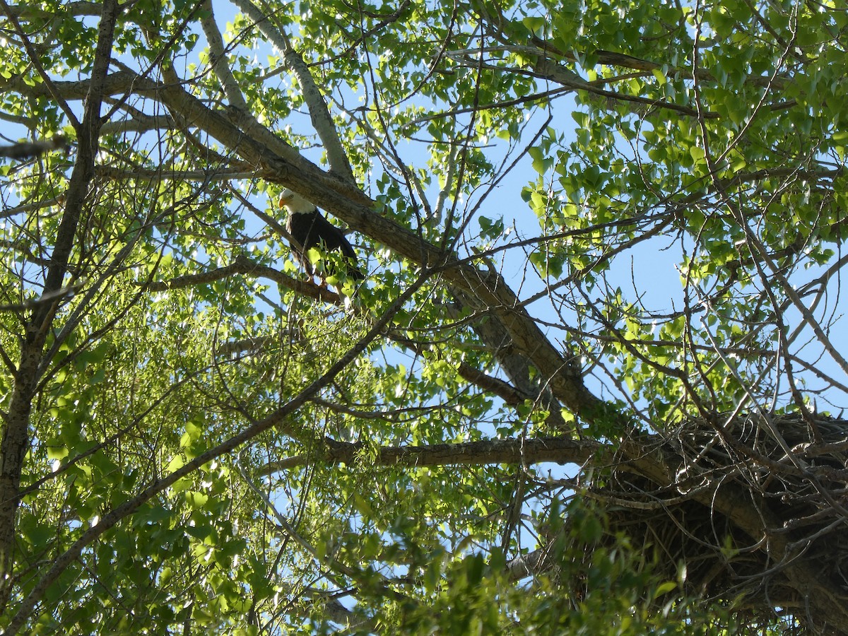 Bald Eagle - ML635593768