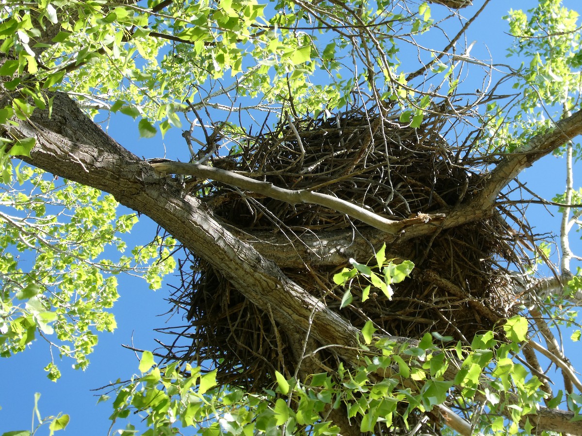 Bald Eagle - ML635593775