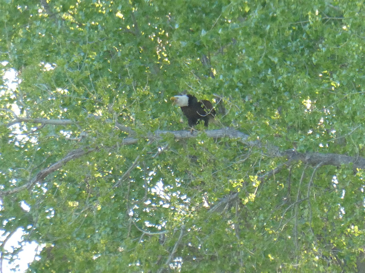 Bald Eagle - ML635593779