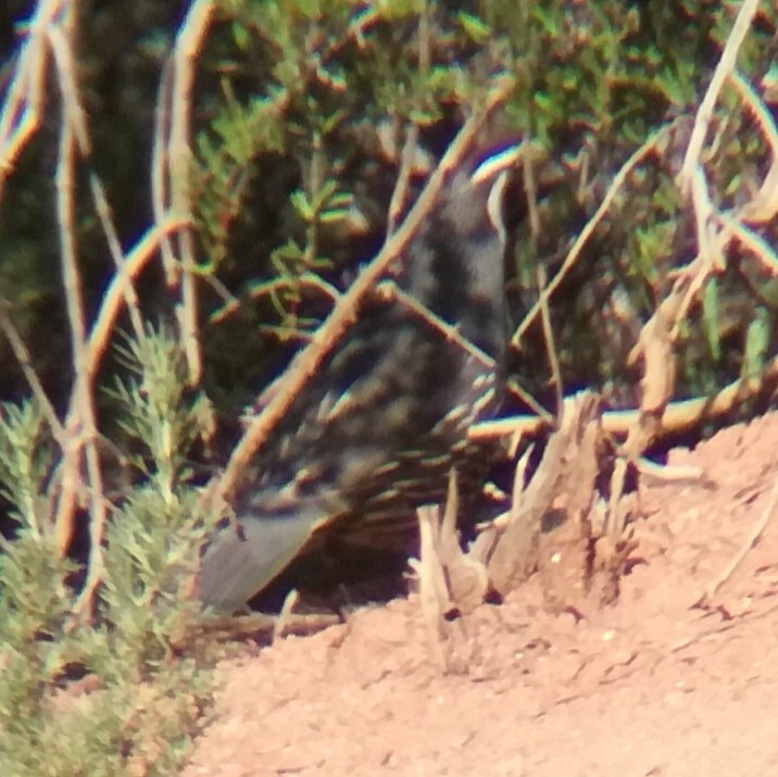 křepel kalifornský - ML635593803