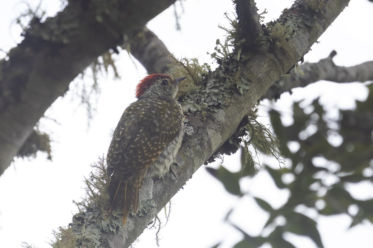 Green-backed Woodpecker (Spot-backed) - ML635593807