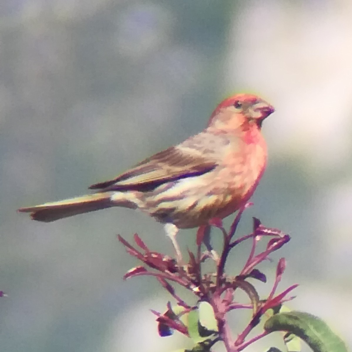 hýl rudoprsý - ML635593808