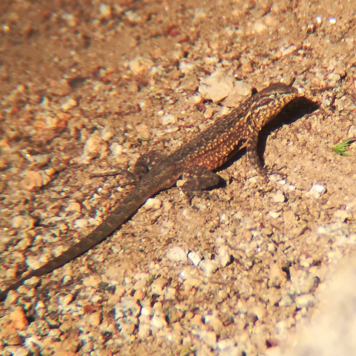 Western Side-blotched Lizard - ML635593810