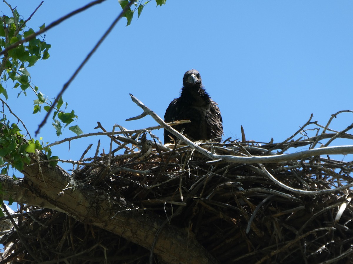 Bald Eagle - ML635593835